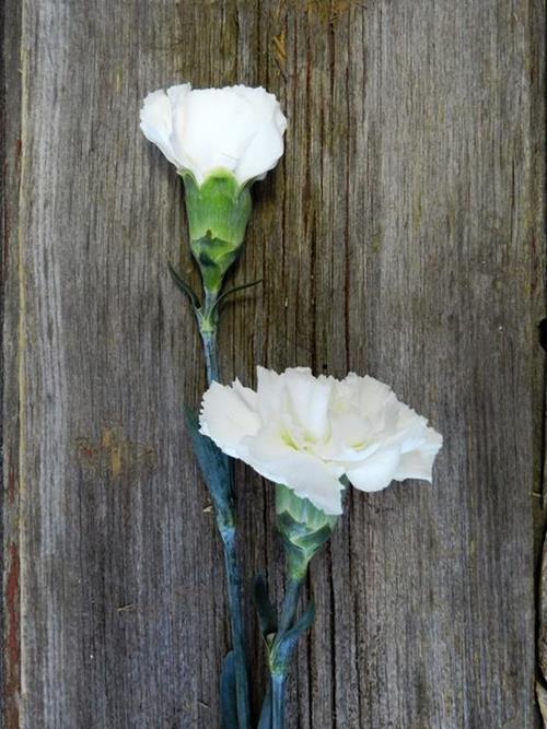 RANDAL WHITE CARNATIONS